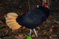 Crestless-Fireback-Pheasant-Ayam-Mata-Merah-Lophura-erythrophthalma-JBP-SG-2011