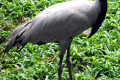 Demoiselle-Crane-Anthropoides-virgo-2010