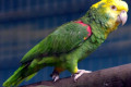 Double-Yellow-headed-Amazon-Yellow-headed-Amazon-Amazona-oratrix-2010