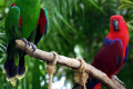 Eclectus-Parrots-Male-on-left-Eclectus-roratus-2010