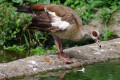 Egyptian-Goose-Alopochen-aegyptiacus-JBP-SG-2011