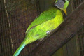 Fire-tufted-Barbet-Psilopogon-pyrolophus-JBP-SG-2011