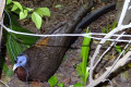 Great-Argus-Pheasant-Kuang-Raya-Argusianus-argus-Female-JBP-SG-2011
