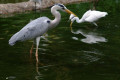 Great-Blue-Heron-Ardea-herodias-1-JBP-SG-2011