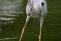 Great-Blue-Heron-Ardea-herodias-2-JBP-SG-2011