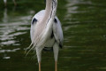 Great-Blue-Heron-Ardea-herodias-3-JBP-SG-2011