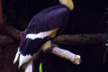 Great-Pied-Hornbill-Great-Indian-Hornbill-Buceros-bicornis-1-2010