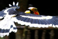 Great-Pied-Hornbill-Great-Indian-Hornbill-Buceros-bicornis-2-2010