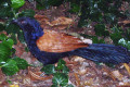 Greater-Coucal-Crow-Pheasant-Centropus-sinensis-JBP-SG-2011