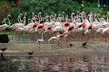 Greater-Flamingoes-Phoenicopterus-roseus-1-2010