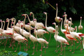Greater-Flamingoes-Phoenicopterus-roseus-2-2010