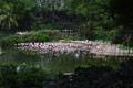 Greater-Flamingos-Phoenicopterus-roseus-1-JBP-SG-2011