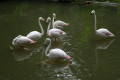 Greater-Flamingos-Phoenicopterus-roseus-2-JBP-SG-2011