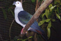 Green-Imperial-Pigeon-Pergam-Besar-Hijau-Ducula-aenea-JBP-SG-2011
