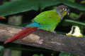 Green-cheeked-Conure-Nuri-Berpipi-Hijau-Pyrrhura-molinae-1-JBP-SG-2011