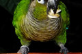 Green-cheeked-Conure-Nuri-Berpipi-Hijau-Pyrrhura-molinae-2-JBP-SG-2011