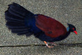 Green-naped-Pheasant-Pigeon-Merpati-Penggali-Tanah-Otidiiphaps-nobilis-1-JBP-SG-2011