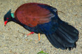 Green-naped-Pheasant-Pigeon-Merpati-Penggali-Tanah-Otidiiphaps-nobilis-2-JBP-SG-2011
