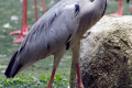 Grey-Heron-Ardea-cinerea-1-2010