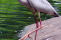 Grey-Heron-Ardea-cinerea-2-2010