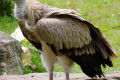 Himalayan-Griffon-Vulture-Gyps-himalayensis-2010