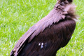 Hooded-Vulture-Necrosyrtes-monachus-1-2010