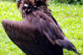 Hooded-Vulture-Necrosyrtes-monachus-2-2010