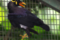 Intermediate-Hill-Mynah-Tiung-Pertengahan-Gracula-religiosa-intermedia-1-JBP-SG-2011
