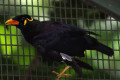 Intermediate-Hill-Mynah-Tiung-Pertengahan-Gracula-religiosa-intermedia-2-JBP-SG-2011