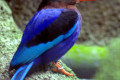 Javan-Kingfisher-Halcyon-cyanoventris-2010