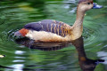 Lesser-Whistling-duck-Dendrocygna-javanica-2010