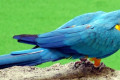 Macaw-Blue-and-yellow-Macaw-Ara-ararauna-1-2010