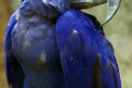 Macaw-Hyacinth-Macaw-Anodorhynchus-hyacinthinus-2-2010