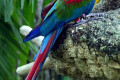 Macaw-Red-and-Green-Macaw-Green-winged-Macaw-Ara-chloroptera-2010
