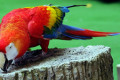 Macaw-Scarlet-Macaw-Large-Ara-Macaw-Ara-macao-1-2010
