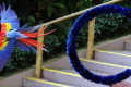 Macaw-Scarlet-Macaw-Large-Ara-Macaw-Ara-macao-2-2010