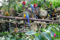 Macaws-Ara-JBP-SG-2011