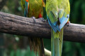 Macaws-Red-fronted-Macaw-Ara-rubrogenys-2-JBP-SG-2011