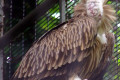 Malayan-Griffon-Vulture-Gyps-himalayensis-2010