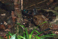 Malayan-Peacock-pheasant-Burung-Merak-Pongsu-Polyplectron-malacense-JBP-SG-2011