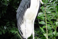 Marabou-Stork-Undertaker-bird-Leptoptilos-crumeniferus-3-JBP-SG-2011