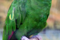 Mealy-Amazon-or-Mealy-Parrot-Amazona-farinosa-1-2010