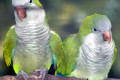 Monk-Parakeet-Quaker-Parrot-Myiopsitta-monachus-2010