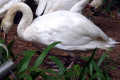 Mute-Swans-Cygnus-olor-2-2010