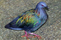 Nicobar-Pigeon-Punai-Emas-Caloenas-nicobarica-1-JBP-SG-2011