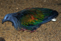 Nicobar-Pigeon-Punai-Emas-Caloenas-nicobarica-2-JBP-SG-2011