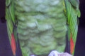 Orange-winged-Amazon-Amazona-amazonica-2010
