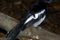 Oriental-Magpie-Robin-Copsychus-saularis-1-JBP-SG-2011