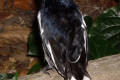 Oriental-Magpie-Robin-Copsychus-saularis-2-JBP-SG-2011