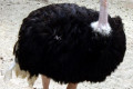 Ostrich-Struthio-camelus-2010
